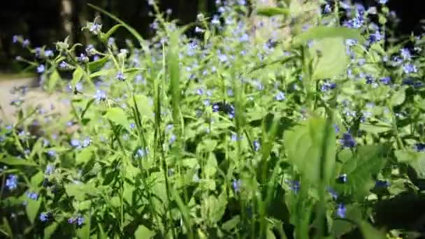 κίνηση της κάμερας μέσα από τα μπλε λουλούδια - Πλάνα, βίντεο