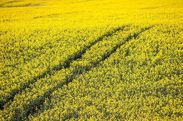 A crop of rapeseed plants in mid summer ready for harvest to make oil. - Photo, Image