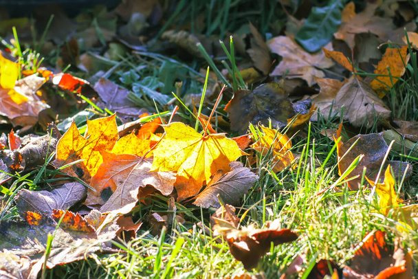 Sonbahar doğa detayları. Renkli sonbahar yaprakları - Fotoğraf, Görsel