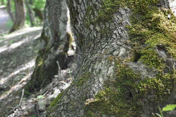 forest moss, beautiful summer meadows walking - Foto, imagen
