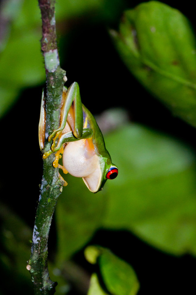 Žába s červenýma očima - Fotografie, Obrázek