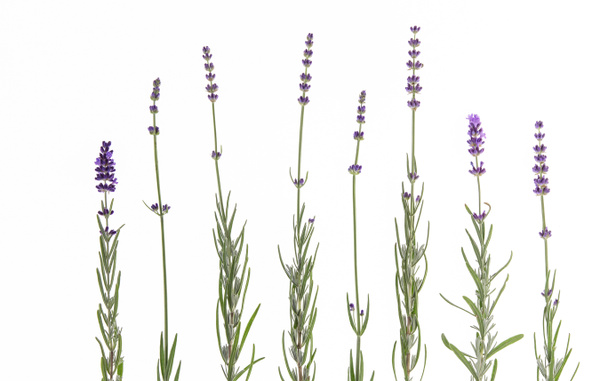 Set of lavender flowers elements. - Valokuva, kuva