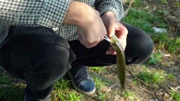 Fisherman hands lets go just caught pike fish - Кадри, відео
