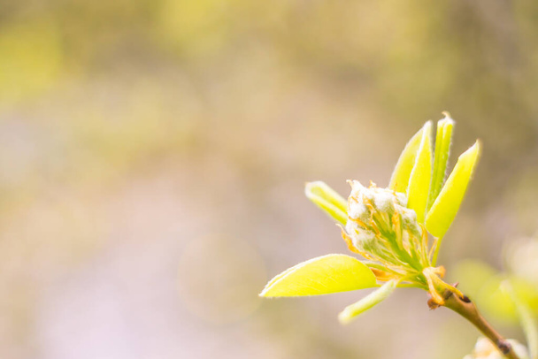 Abstract blurred floral background. Full blooming and first leafs of forest tree. Spring, feast, celebration and beautiful flower decoration concept. Closeup with soft selective focus - Fotó, kép