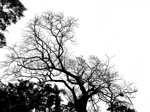 Silhouette d'arbre
 . - Photo, image