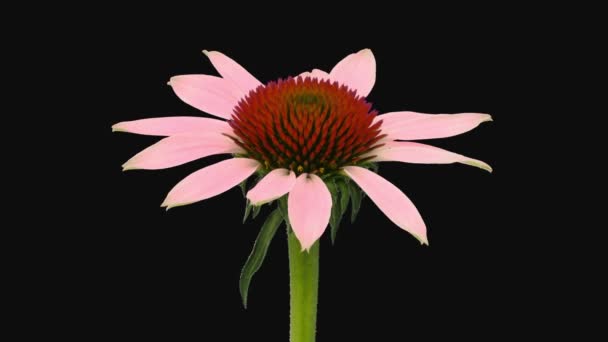 Tijdspanne van opening Echinacea bloem 1d3 in RGB + ALPHA mat formaat geïsoleerd op zwarte achtergrond - Video