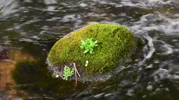 Het mos bedekt rotsblok in een waterstroom - Video