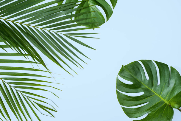 Krásné tropické palmové monstera listy větev izolované na jasně modrém pozadí, výhled shora, byt ležel, režie nad letní krásy prázdný design koncept. - Fotografie, Obrázek