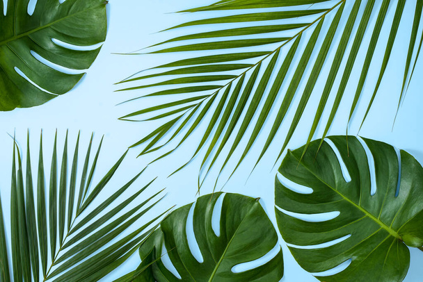 Bela palmeira tropical monstera folhas ramo isolado no fundo azul brilhante, vista superior, flat lay, sobrecarga acima verão beleza conceito de design em branco
. - Foto, Imagem