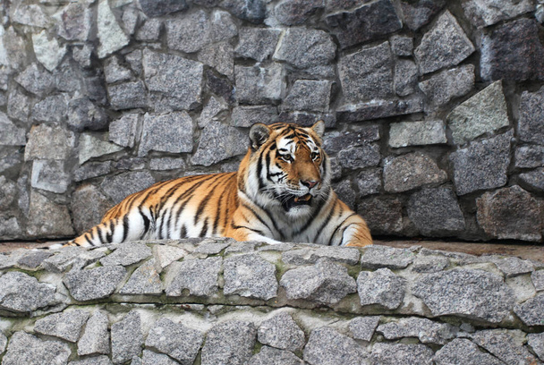 Schöner Amur-Tiger, der in der Nähe eines Felsenberges im Reservat ruht - Foto, Bild