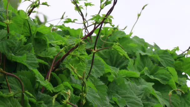 zielone liście dzikich winogron. piękne liście - Materiał filmowy, wideo