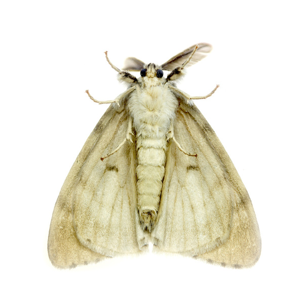 witte anthelidid nachtvlinder - Foto, afbeelding