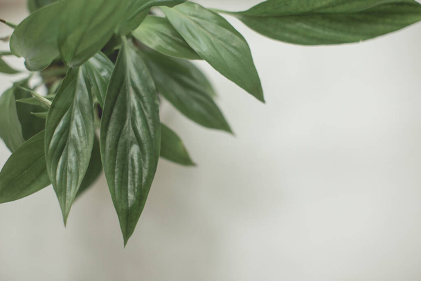 Houseplant - Peace Lily, spathiphyllum, leaf background - Foto, immagini