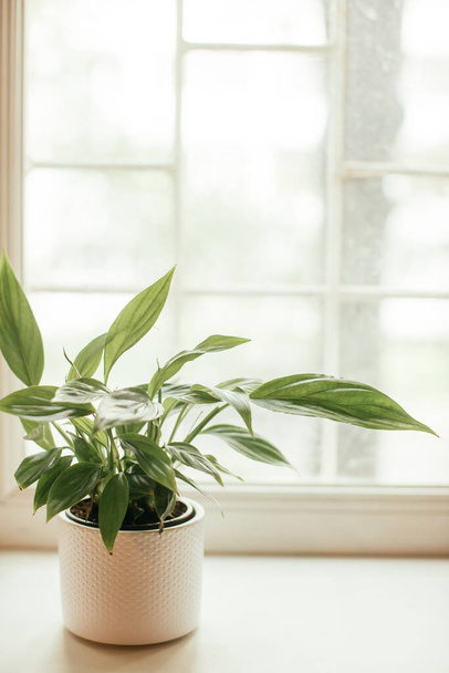 Zimmerpflanze - Friedenslilie, Spathiphyllum, Blätterhintergrund - Foto, Bild