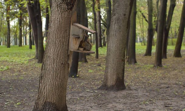 Χαριτωμένος σκίουρος κάθεται στη ταΐστρα στον κορμό του δέντρου και τρώει κάτι με γελοία σοβαρό πρόσωπο. Ζώα στην πόλη. Κείμενο στον τοίχο - Robin Mok - Φωτογραφία, εικόνα