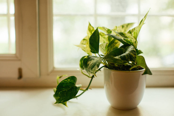 planta de la casa, pothos variegata epipremnum aureum, planta de dinero. purificación del aire - Foto, imagen
