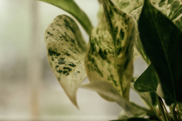 házi növény, pothos variegata epipremnum aureum, pénznövény. levegőtisztítás - Fotó, kép