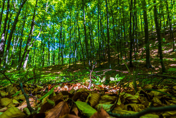 Сонячне світло в зеленому лісі, весняний час
 - Фото, зображення