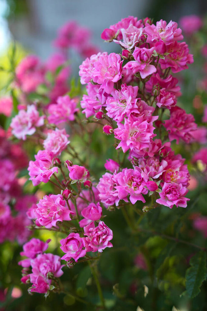 Pink Lagerstroemia or Crape myrtle flowers on a bush branch. Lagerstroemia indica in bloom. - Photo, Image