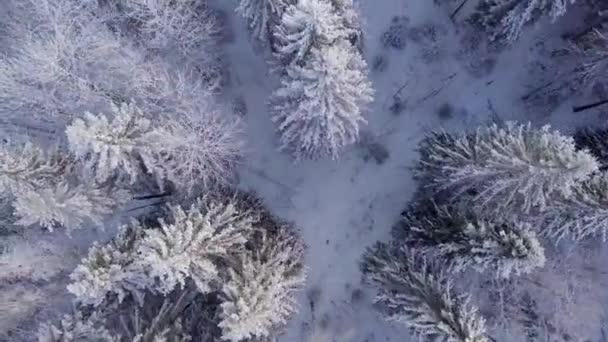Vista aérea da floresta de inverno. Floresta coberta de neve
. - Filmagem, Vídeo