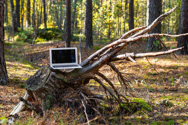 open laptop snag in the forest. mobile internet for business travel freelance. - Photo, Image