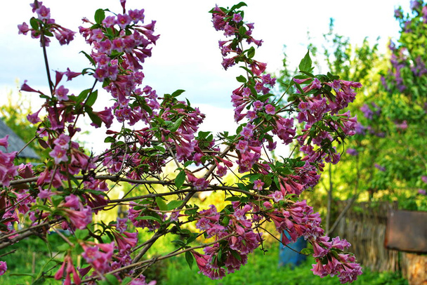 Οι θάμνοι Γουαϊγκέλα ανθίζουν ροζ. Ένας όμορφος ανοιξιάτικος κήπος. (Weigela florida) λουλούδια. - Φωτογραφία, εικόνα