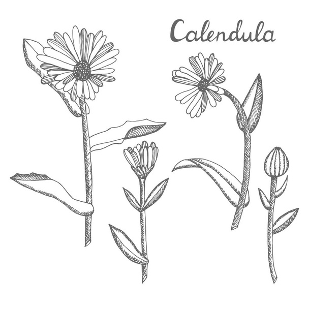 Calendula. Collection of hand drawn flowers and plants. Set of medicinal herbs sketch. Illustration in the style of engraving. Botanical plant - Вектор,изображение
