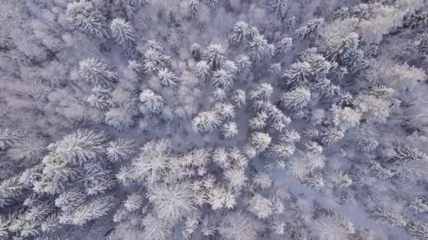 Luchtfoto van het winterbos. Met sneeuw bedekte bossen. - Video