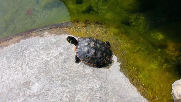 pietra tartaruga d'acqua nello stagno
. - Filmati, video