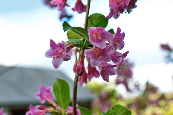 Weigela struiken bloeien roze. Een prachtige lentetuin. (Weigela florida) bloemen. - Foto, afbeelding