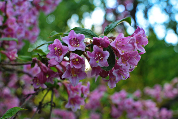 Keře Weigela kvetou růžově. Krásná jarní zahrada. (Weigela florida) květiny. - Fotografie, Obrázek