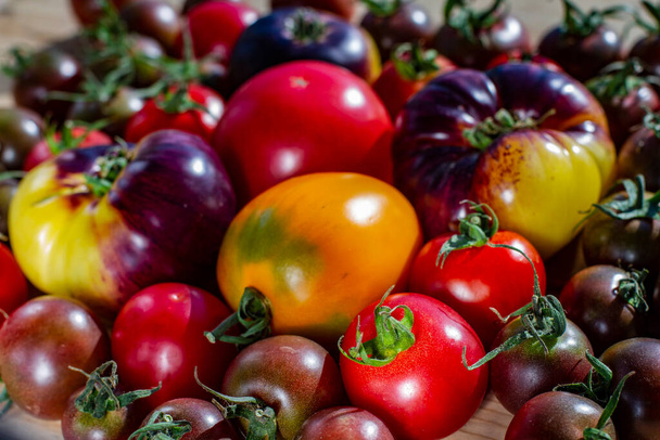 large group of different ripe varietal tomatoes on a wooden background - Fotó, kép