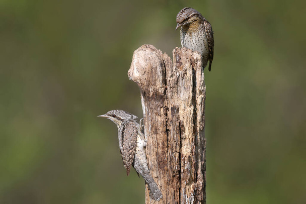 Family pairs of northern wryneck (Jynx torquilla) shot very close-up on a blurry background in interesting and amazing courtship poses - Photo, Image
