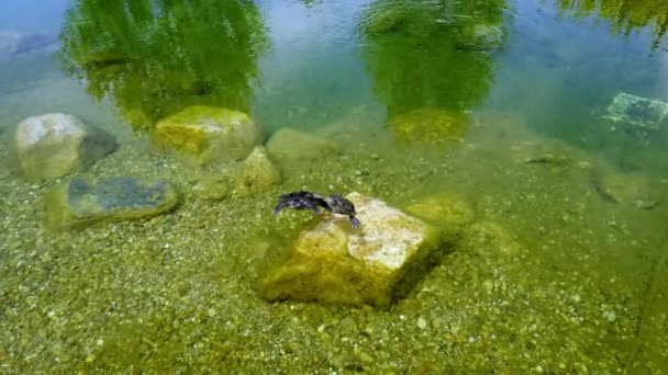 装飾池にある2匹の可愛いウミガメ. - 映像、動画