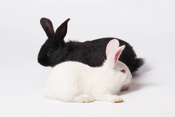 Дві маленькі і красиві кролики білі і чорні лежать на білому ізольованому тлі і дивляться в різних напрямках
 - Фото, зображення