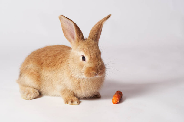 Malý oranžový krásný králík leží na bílém izolovaném pozadí, dívá se do strany, a mrkev leží poblíž - Fotografie, Obrázek