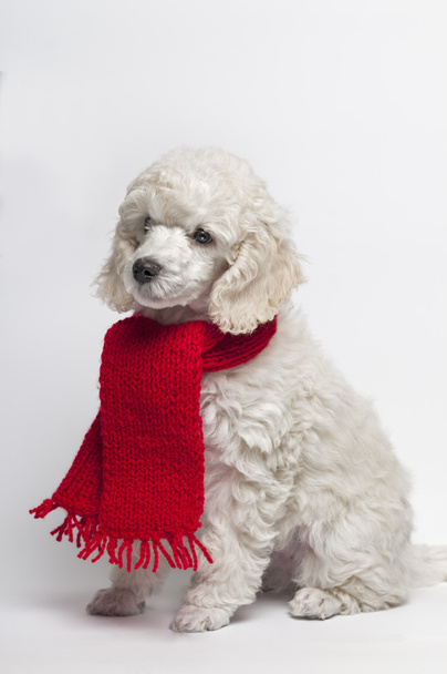Barboncino con una sciarpa rossa
 - Foto, immagini