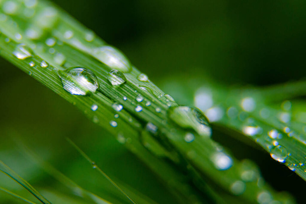 Green leaf with drops of water. Macro shot. - Φωτογραφία, εικόνα