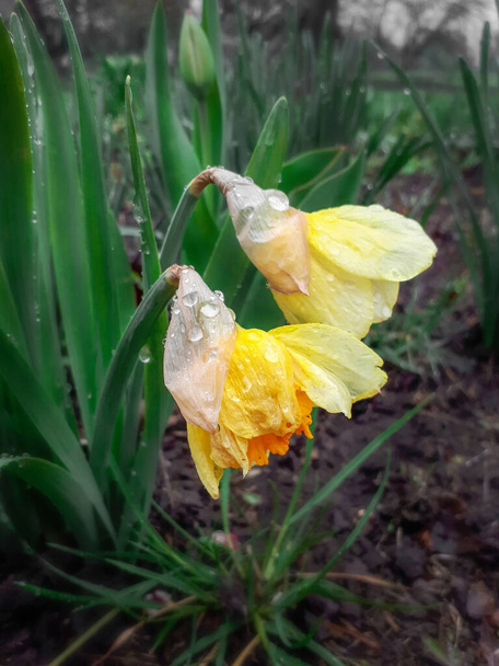 Natte narcissen in de tuin. Bloemenbed met narcissen voor Pasen. Een druppel dauw op een bloemblaadje. Op een koele ochtend. Transparante druppels op gele blaadjes. Lente koele dag. Daffodil struik op natte grond. - Foto, afbeelding