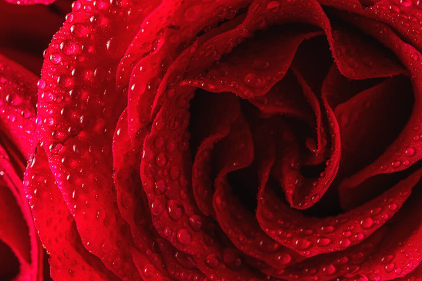 Natural red roses with water drops close-up. Greeting card for Valentines Day, Womens Day. Holiday concept. - Zdjęcie, obraz