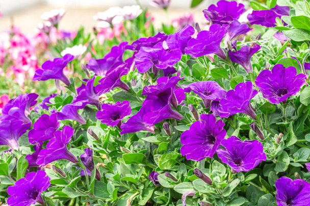 Petunien tief blau-violett blühen und fruchtbar blüht konsequent den ganzen Sommer, Naturfotos. Selektiver Fokus. - Foto, Bild