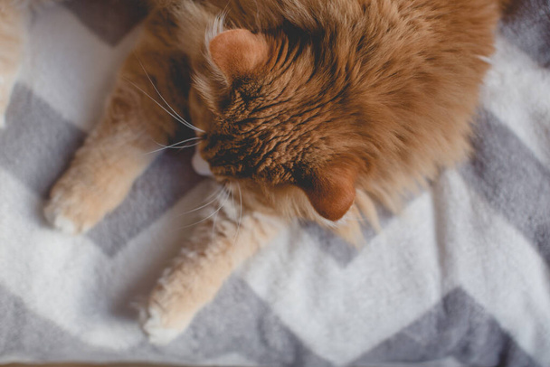 il gatto rossiccio che dorme su coperta di divano - Foto, immagini