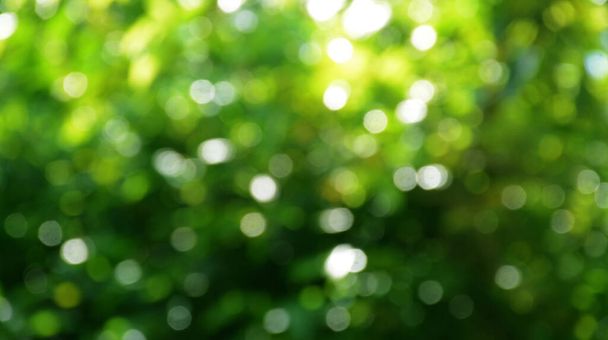 Jarní bokeh příroda abstraktní pozadí Zelené listy rozmazané, krásné na jaře nebo v létě, jsou zelené bokeh, který vybírá zaměření listů ze stromu rozmazat. - Fotografie, Obrázek