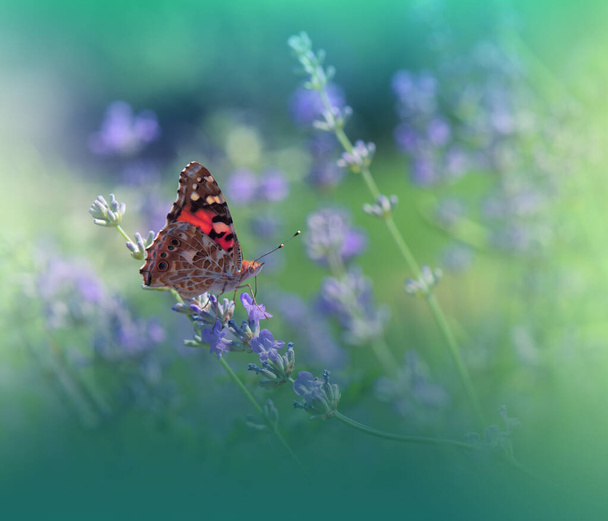 美しい緑の自然背景。花のアートデザイン。マクロ写真。コピースペースと花の抽象的なパステルの背景。蝶とラベンダーフィールド夏の花の背景で蝶。. - 写真・画像