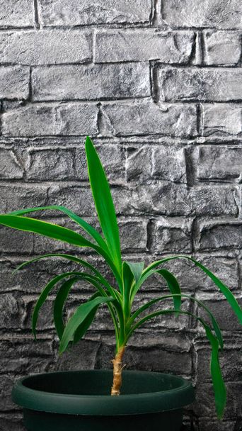 Zelená květináč na šedé cihlové zdi textury. Tmavě cihlová zeď pozadí. - Fotografie, Obrázek