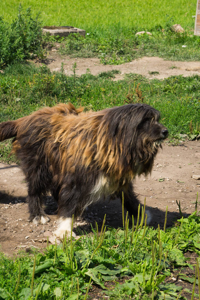 Rustikální velký chlupatý pes přerostlý vlnou - Fotografie, Obrázek