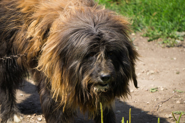 Rustico grosso cane arruffato ricoperto di lana
 - Foto, immagini