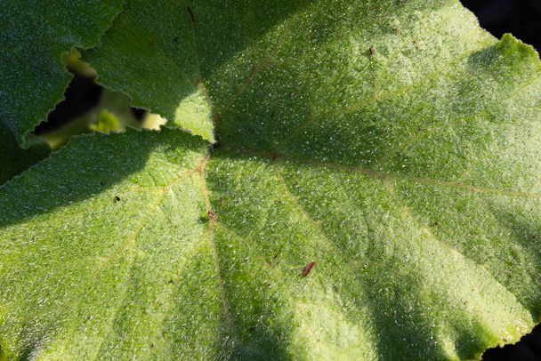 Küçük çiy damlalarıyla kaplı büyük yaprak, fotokopi alanı ile bahar arkaplanı, yatay görünüm - Fotoğraf, Görsel