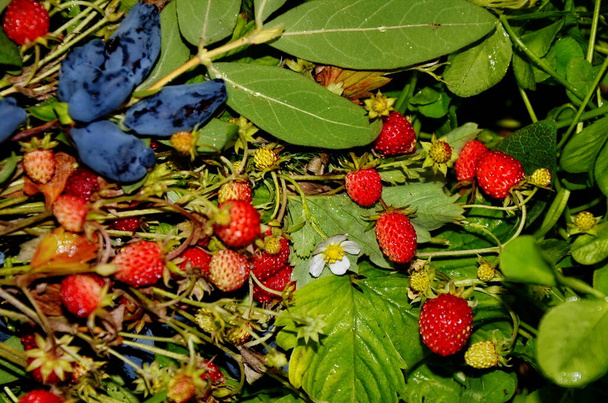 Sklizeň lesních jahod a zvonků Kamčatské. Letní vitamínové bobule. Lonicera xylosteum a Fragaria vesca berries - Fotografie, Obrázek
