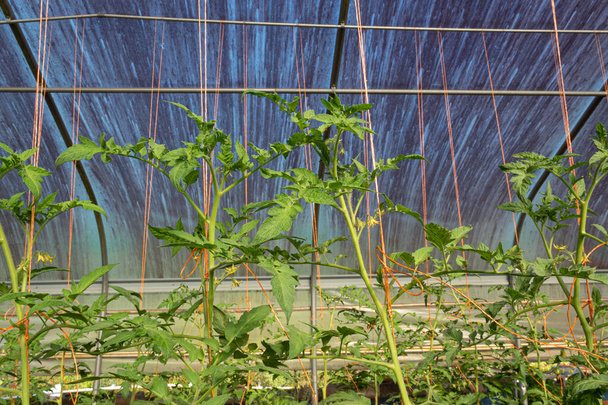 Bir serada turuncu sicimle tutulan domates bitkileri, küçük aile çiftçiliği, yatay görünüm - Fotoğraf, Görsel